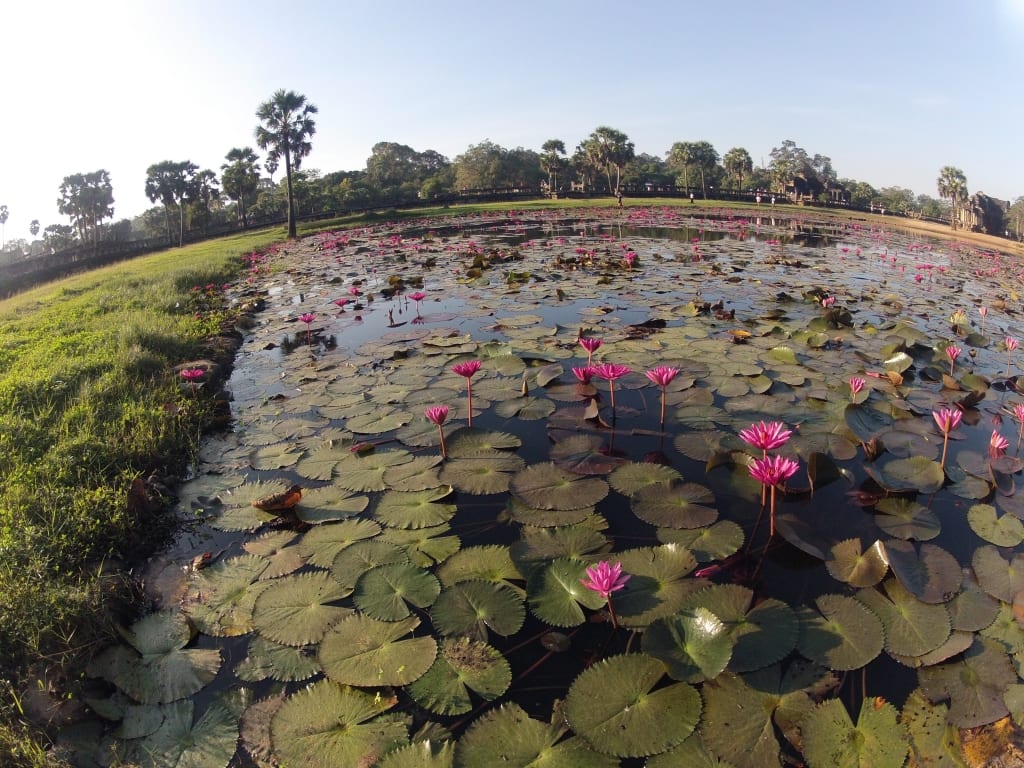 cambodia angkor wat lotus pond