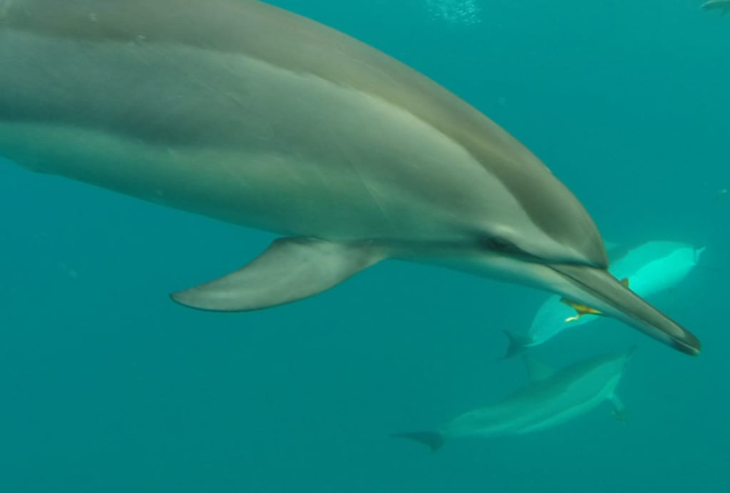 Dolphin.bartnikowski