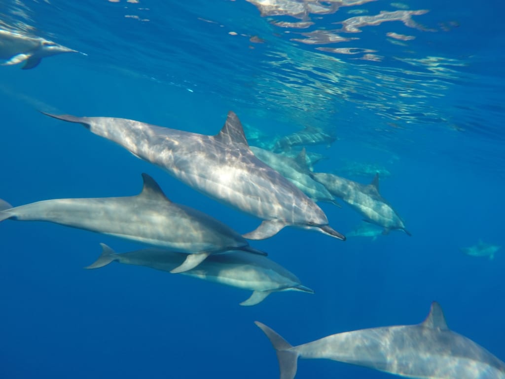 Hawaii Wild Dolphins