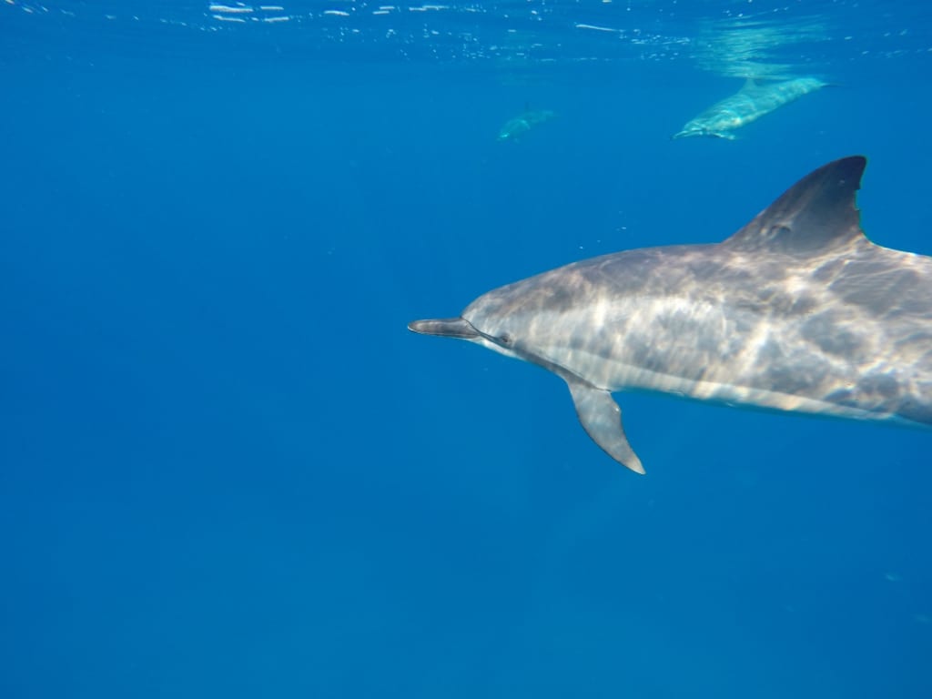 Wild Dolphins in Hawaii